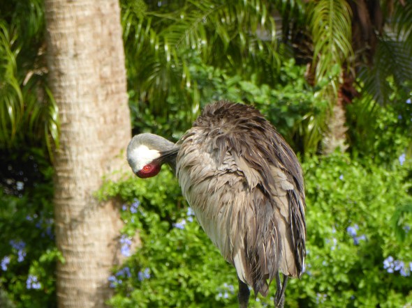 P1020218-Sandhill_VeniceFL-15June15