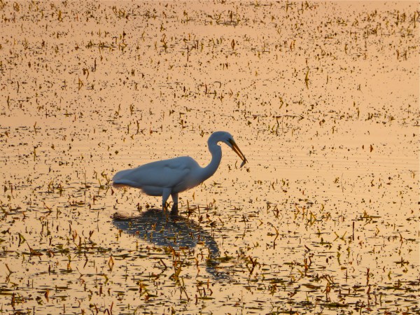 Great Egret Fishing
