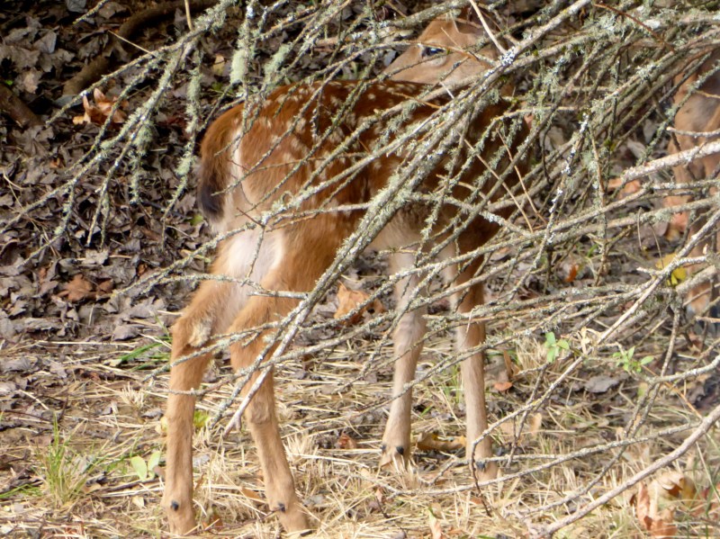 Fawn among Branches