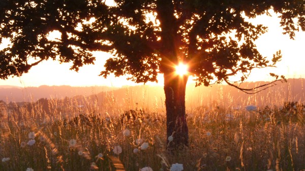 Sunset with Queen Anne's Lace & Oak Tree
