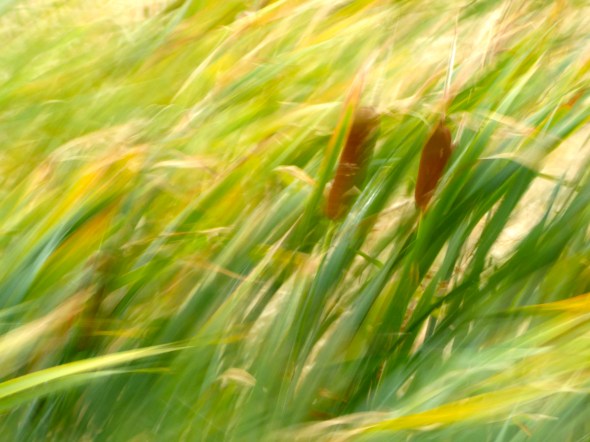 P1030753-CattailsInWind-TalkingWaters-AlbanyOR-29Aug15