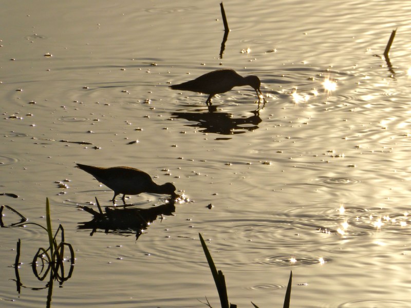 Wading birds feeding in wetlands