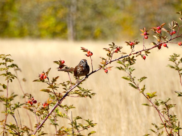 Sparrow on rose bush in autumn