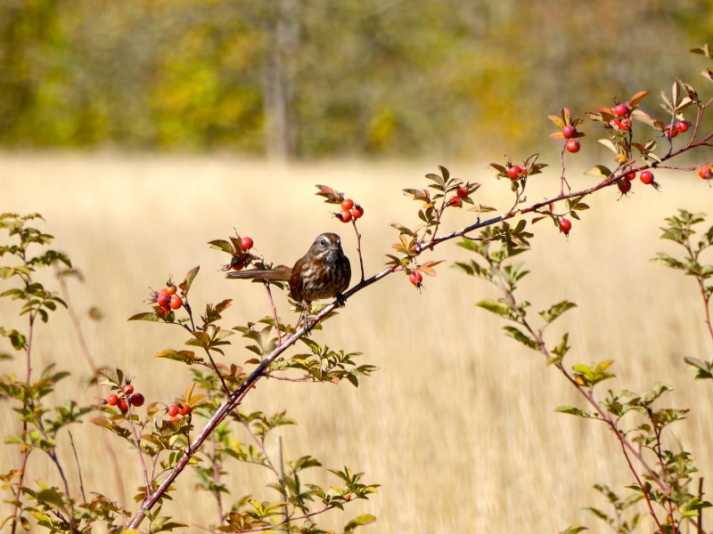 Sparrow on rose bush in autumn