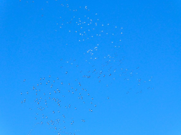 Swirling Flock of Hundreds of White Pelicans in Blue Sky