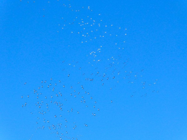Swirling Flock of Hundreds of White Pelicans in Blue Sky