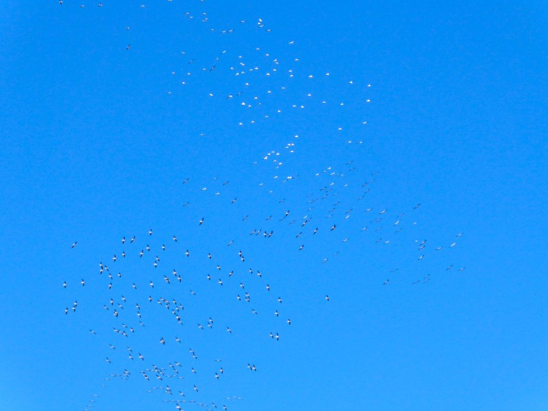 Swirling Flock of Hundreds of White Pelicans in Blue Sky