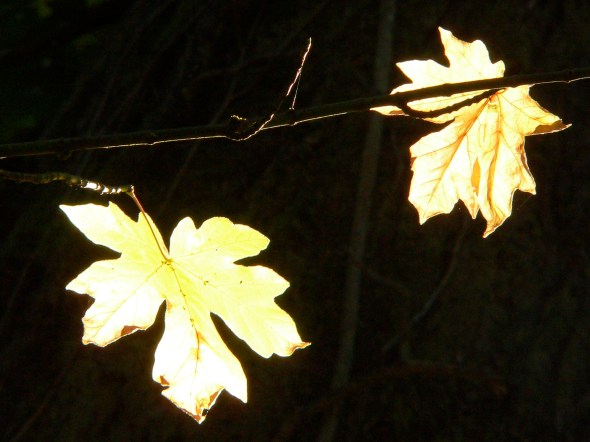Two pale yellow maple leaves against black background