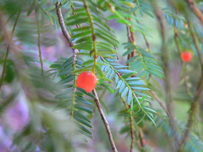 Yew tree branches and berries