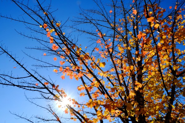 Sun, blue skies, orange maple leaves and some bare branches