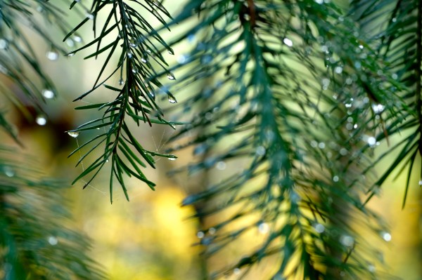Douglas-fir needles with raindrops