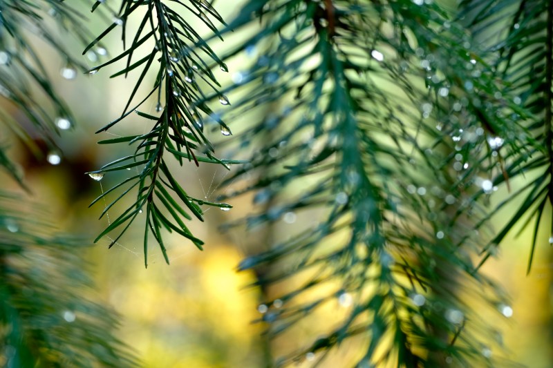 Douglas-fir needles with raindrops