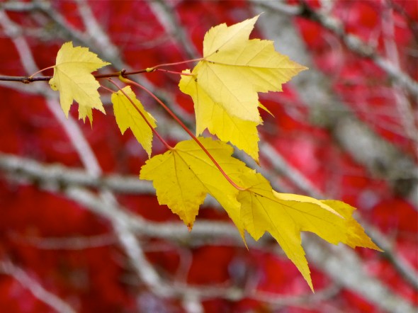 Yellow maple leaves against red and white leafy background