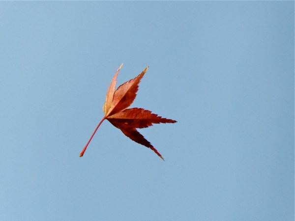 Red leaf falling against blue sky