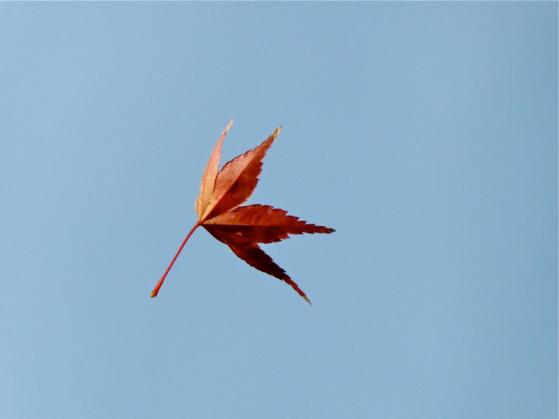 Red leaf falling against blue sky