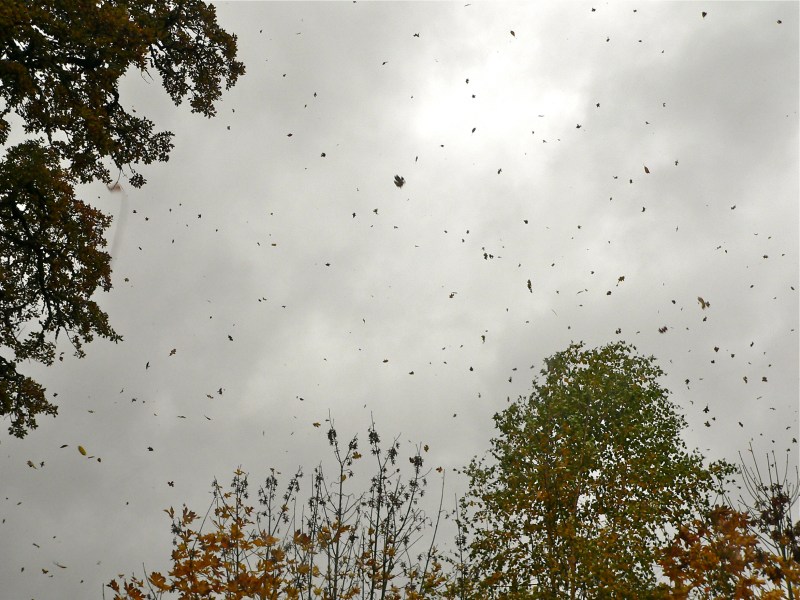 Grey sky with many falling autumn leaves