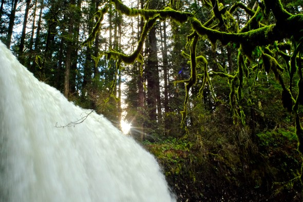 Sun and mossy branches over waterfall in forest