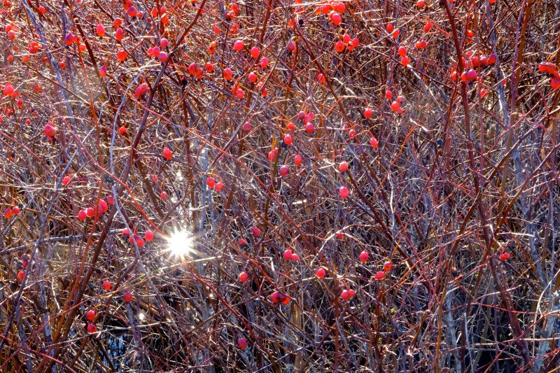 Rose Hips in Marsh
