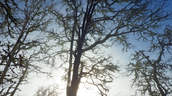 Bare Oak Trees in Morning Fog with Sun Shining Through