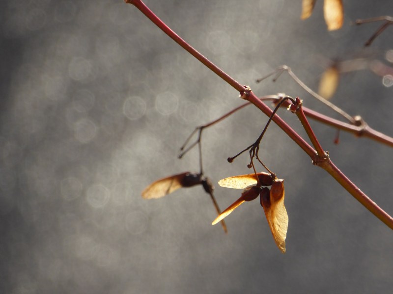Maple samaras against a grey background