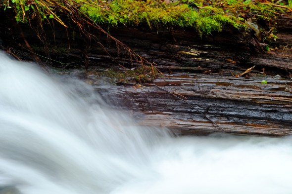 DSCF6553-PlunkettCr-BeazellForest-BentonCoOR-24Jan2016