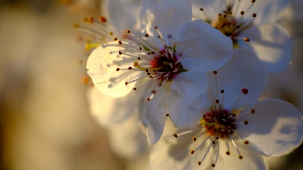 DSCF6864-Cherries-JacksonFrazier-CorvallisOR-28Feb2016