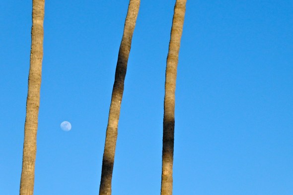 P1050952-ThreePalmsAndMoon-CoronaDelMarCA-19Feb2016