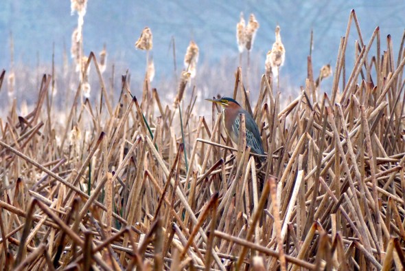 P1060079-GreenHeron-AlbanyOR-26Feb2016