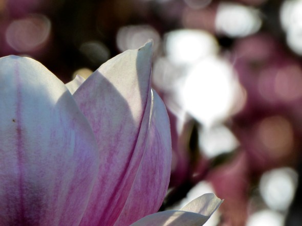 P1060287-SaucerMagnolia-OSU-CorvallisOR-10Mar16