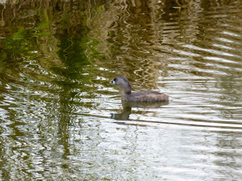 pied-billed grebe floating in marsh