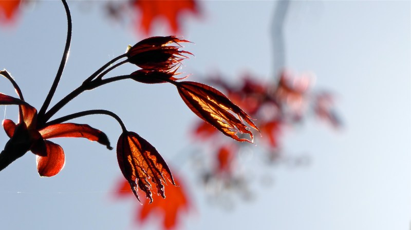 New red maple leaves unfolding with blue sky in background