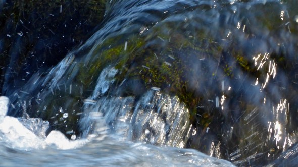 P1060640-MossyRxInRiffle-WillametteRiver-EugeneOR-8Apr2016