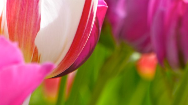 Colorful Mix of Red, White and Pink Tulips and Green Leaves