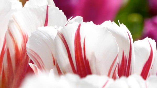 Red and White Tulips Close Up at Eye Level