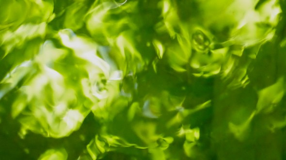 P1060924-OakCrAtTimberhill-CorvallisOR-30Apr2016