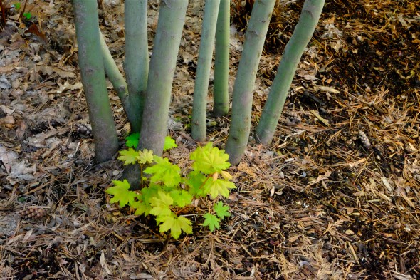 DSCF7120-Maples-NashGardenOSU-CorvallisOR-1May16