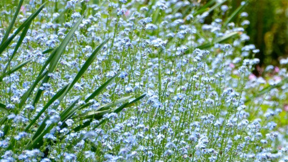 P1070048-ForgetMeNots-SoapCreekOR-8May2016