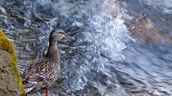 P1070182-MallardAndWhitewater-WillametteRiver-EugeneOR-18May16