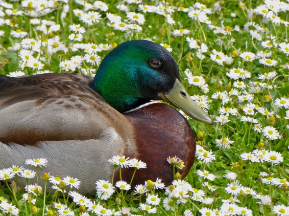 P1070242-MallardInDaisies-EugeneOR-18May2016