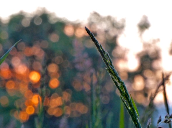 P1070270-MarshGrassAbstractSunset-JFW-CorvallisOR-21May2016
