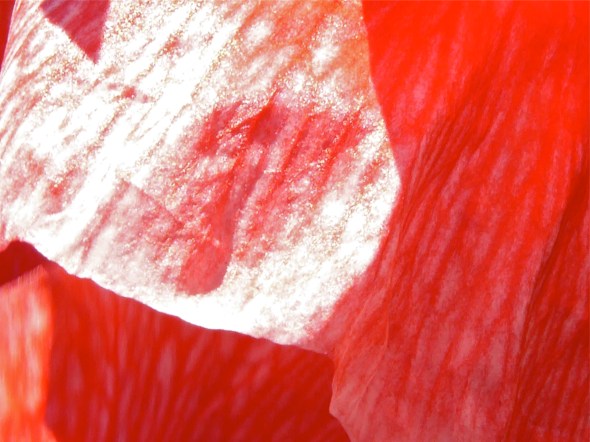 close-up of red poppy flower