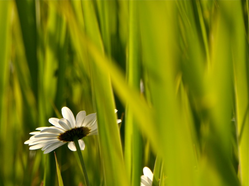 Daisy flower among green blades of grass
