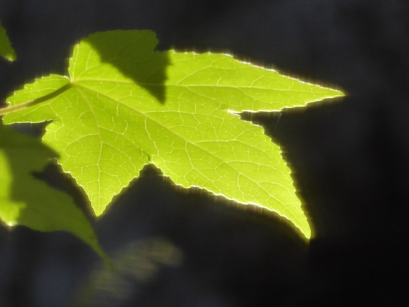 Glowing green backlit leaf against black background