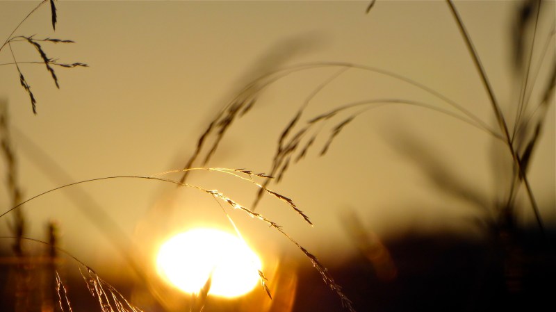Golden grass seedheads in front of setting sun