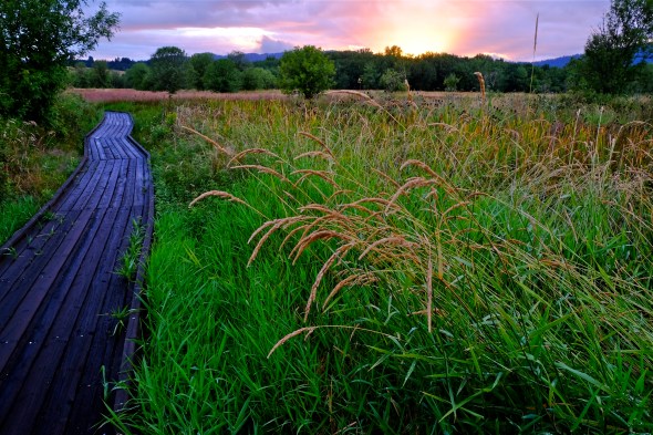 Boardwalk through green marsh grasses with bright western sky