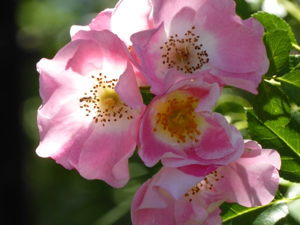 green leaves and small pink roses glowing