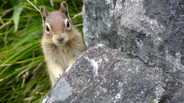 Ground Squirrel Poised on Rock
