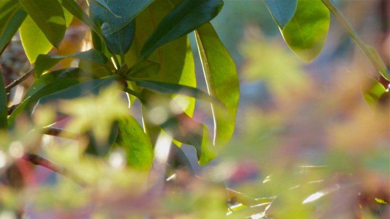 Abstract view of rhododendron and blurry maple leaves