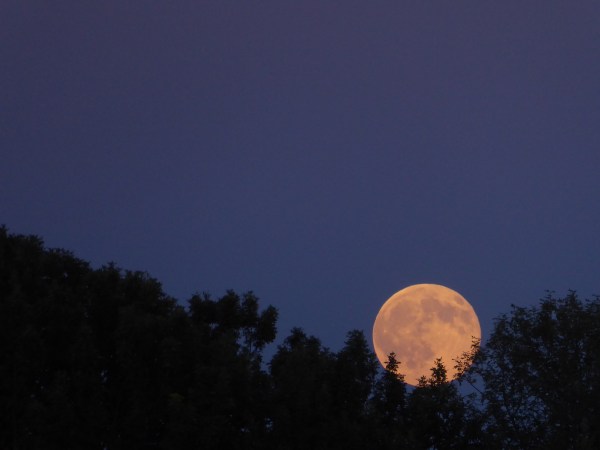 Full moon rising out of treetops at dusk