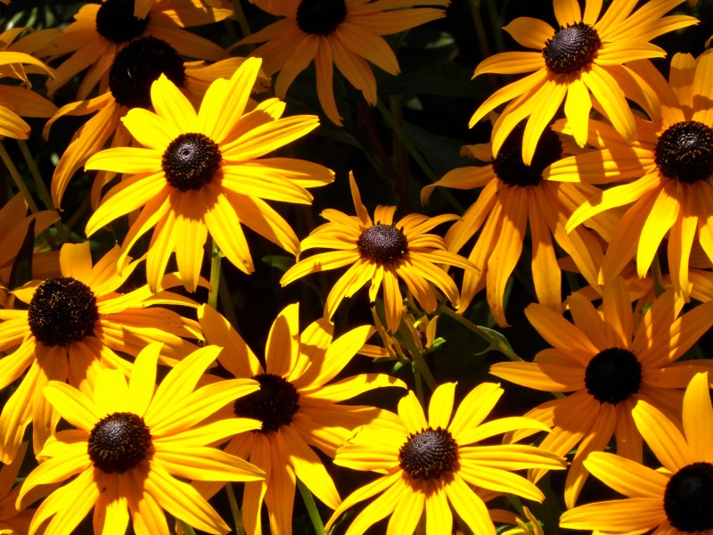 Sunlit yellow black-eyed susan flowers against dark background